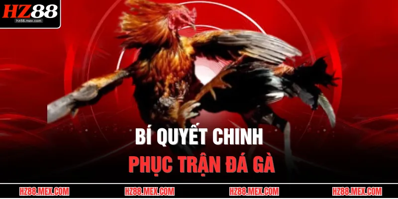 Bí quyết chinh phục trận đá gà