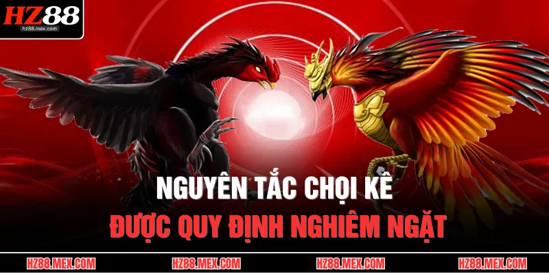Nguyên tắc chọi kê được quy định nghiêm ngặt