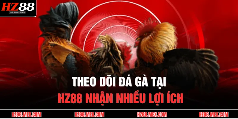 Theo dõi đá gà tại HZ88 nhận nhiều lợi ích